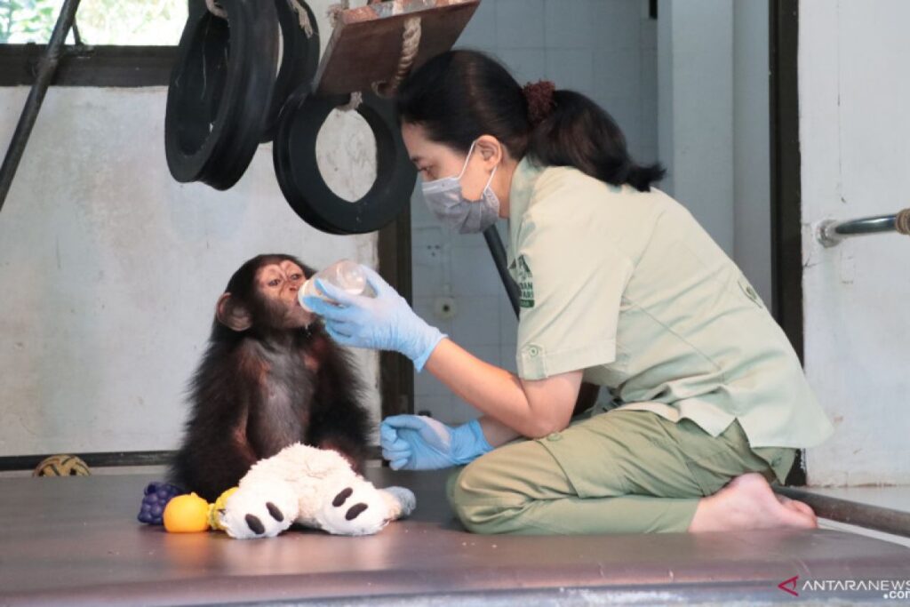 Satwa Konservasi: Pengertian, Contoh, Manfaat, Strategi Perlindungan